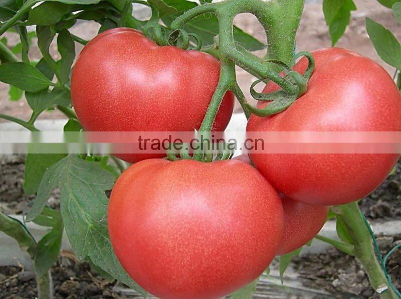 Fresh Tomato Exporter