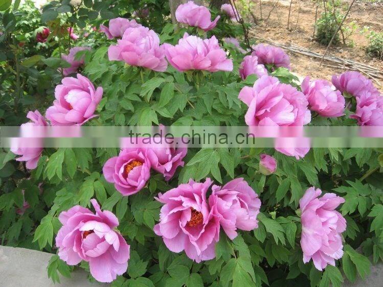 Paeonia suffruticosa Andrews peony seedling