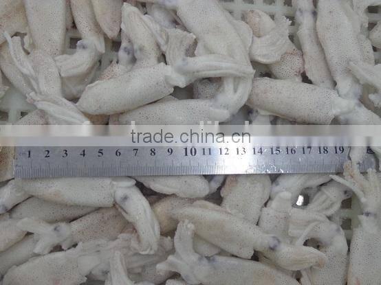 IQF frozen baby loligo squid