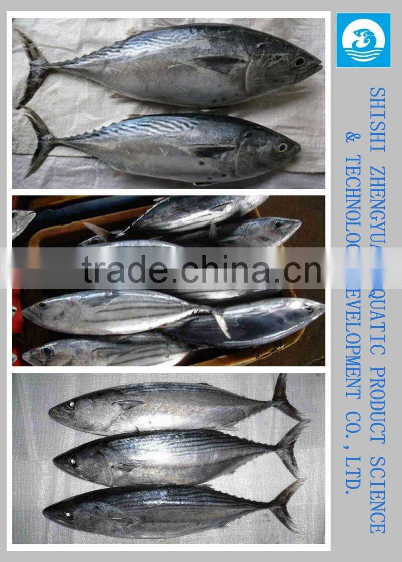 Frozen Tuna/Skipjack/Bonito Fish