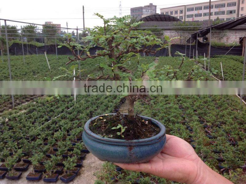 Zanthoxylum Odorum bonsai S shape
