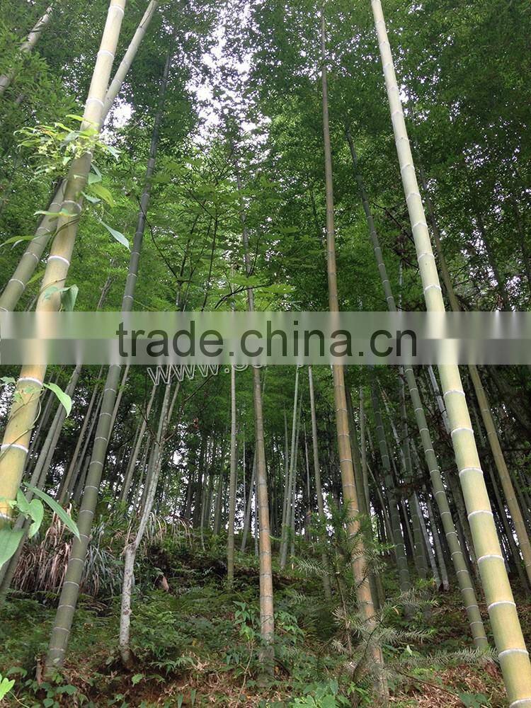 custom antique bamboo root crafts wine bottle holder/wine racks,handmade