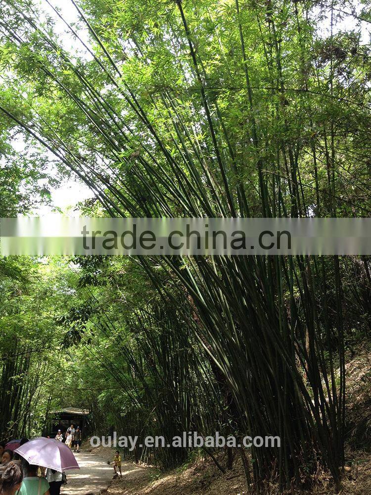 Library magazine racks/commercial magazine holders