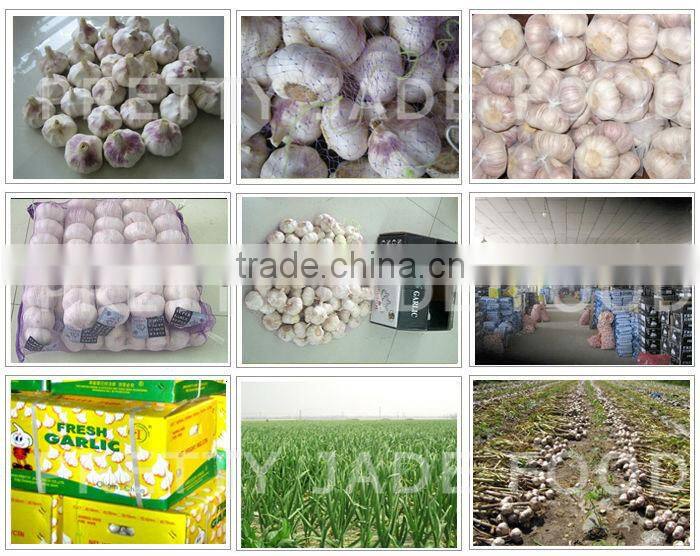 Chinese fresh garlic 2014