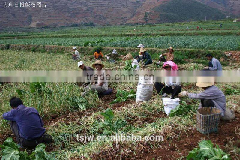 2015 No pollution and New harvested garlic