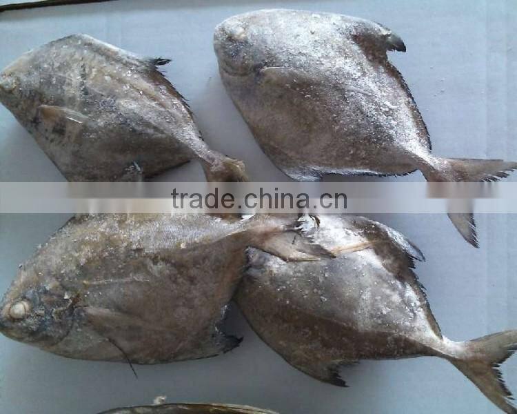 New season Seafood Frozen black pomfret W/R price