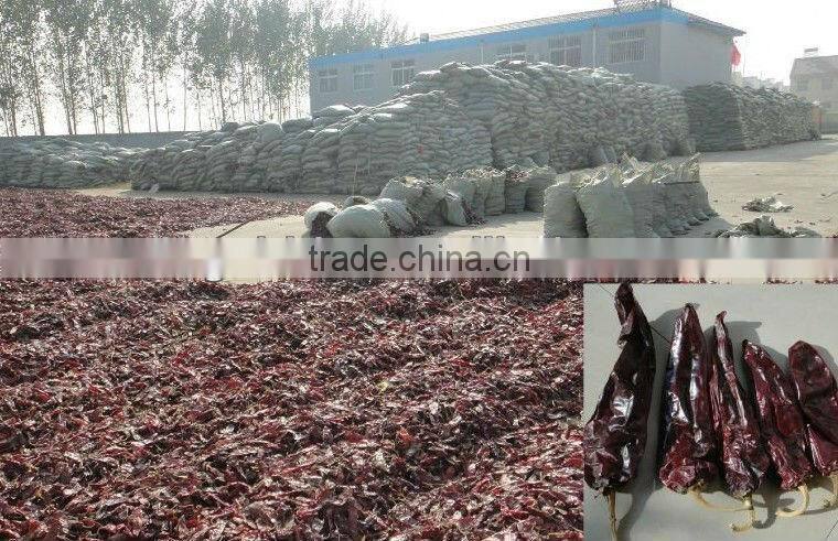 AMERICAN RED CHILI with stem