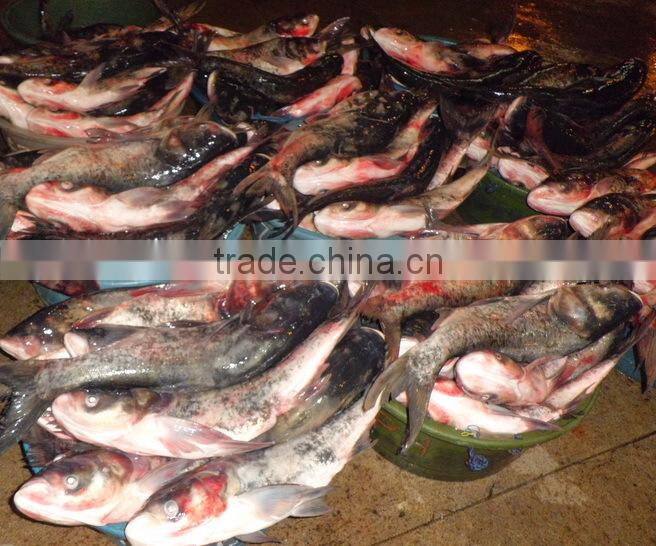 Whole Round Frozen Asian Carp