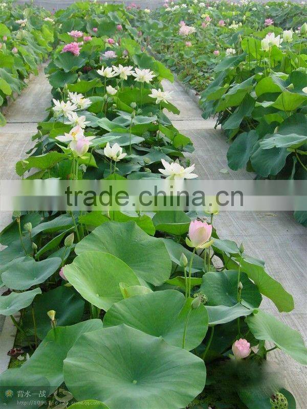 2015 Water Lily Lotus Seeds For Growing For Family Pot Landscape