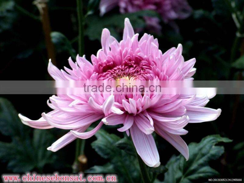 Chrysanthemum