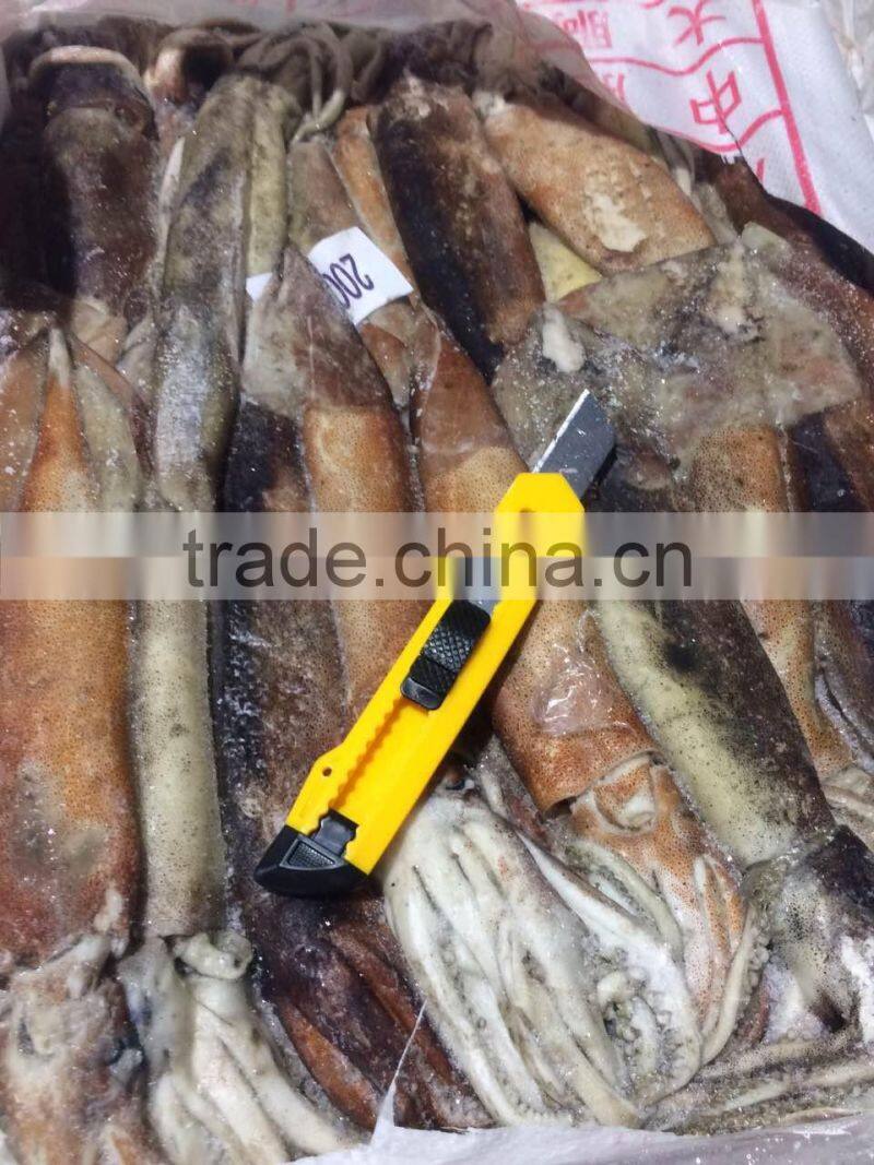Frozen argentinus argentina illex squid exporter