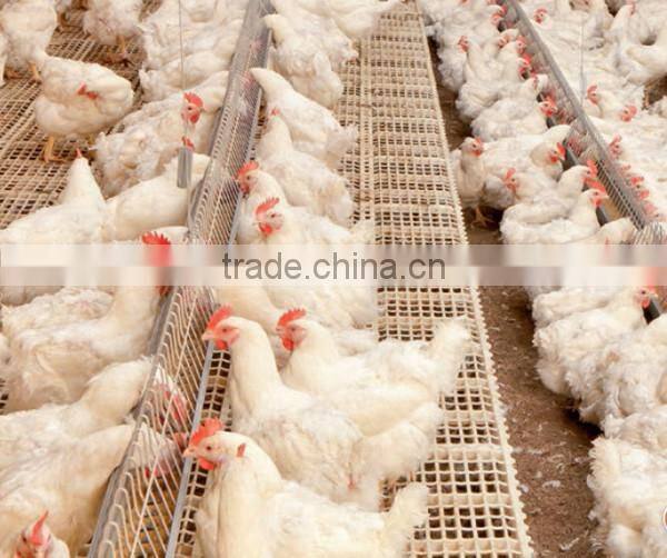 Huabo environment controlled chicken poultry raising equipment