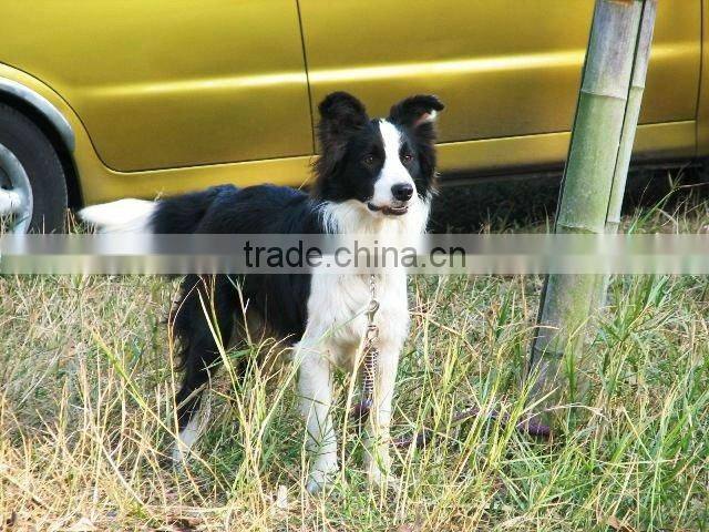 colorful dog and cat collars,