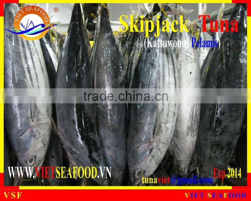 FROZEN SKIPJACK TUNA WHOLE ROUND