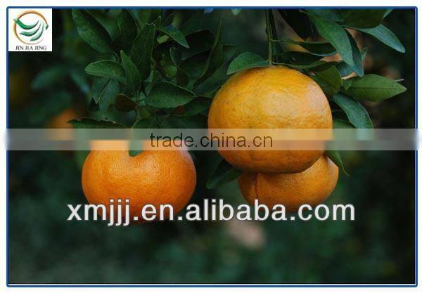 new harvested yongchun fresh mandarin orange