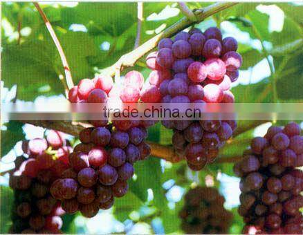 100% natural grape seed P.E./grape seed extract powder
