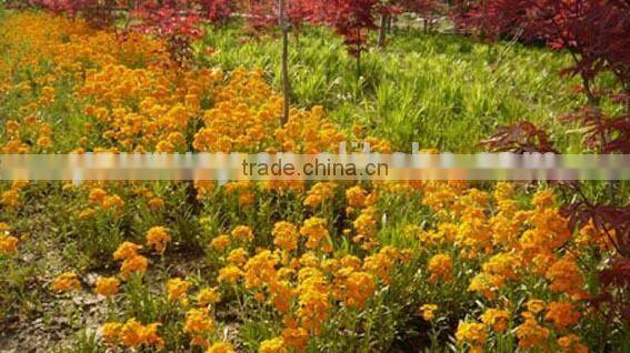 Common Wallflower ,Cheiranthus cheiri Linn.flower seed,herb seed,vegetalbe seed,fruit seed,grass seed