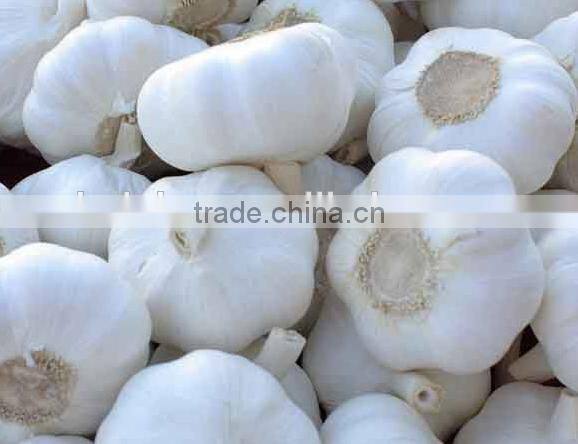 INGS-400 hot sale garlic separating machine with ISO