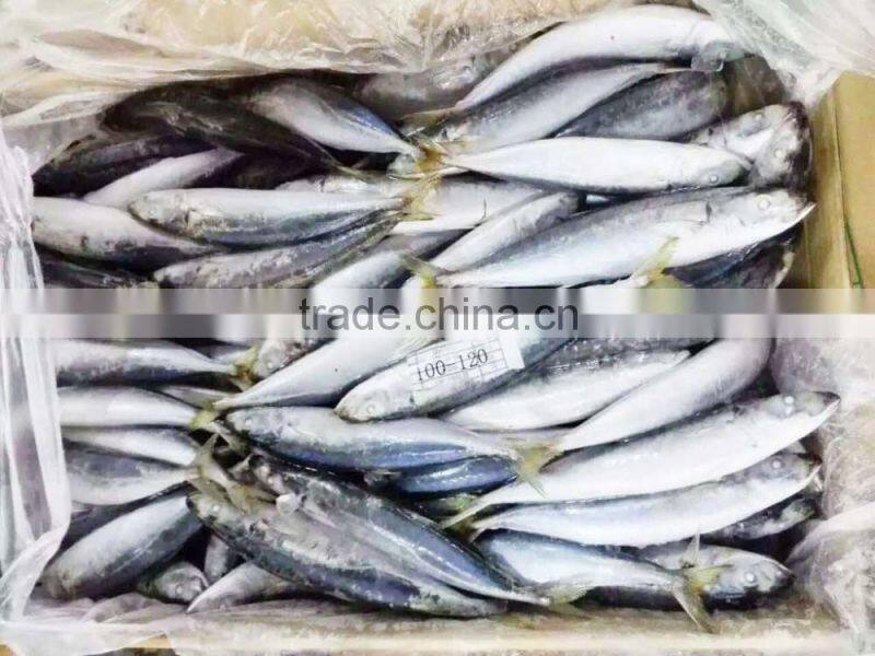 Frozen Decapterus Maruadsi