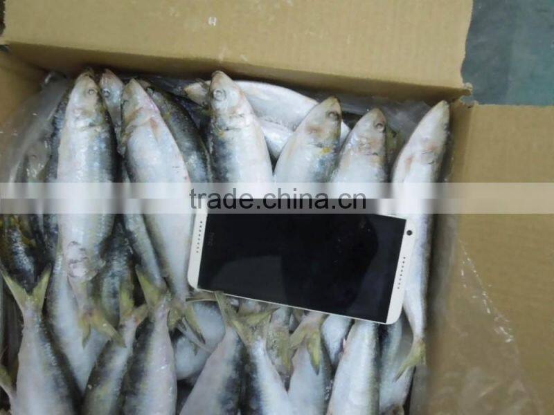 Frozen Sardine Fish For Bait And Canning