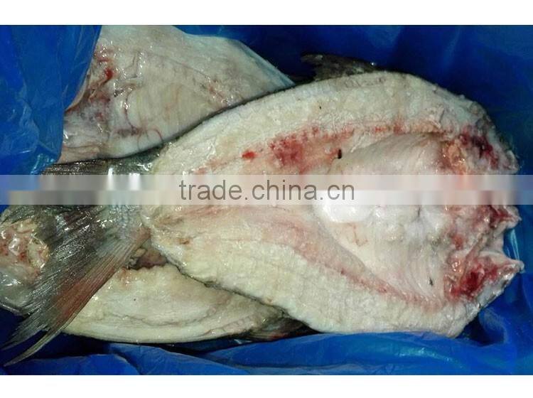 gutted scaled silver carp frozen fish