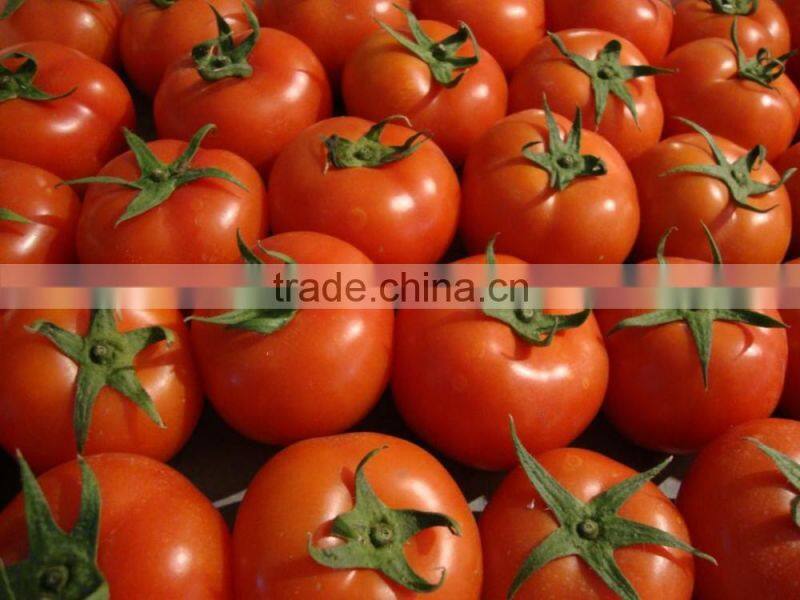 Fresh Tomato Exporter