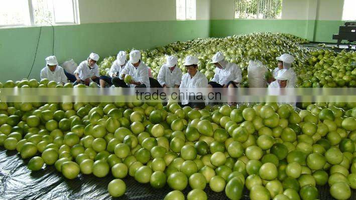 Chinese Fresh Honey Pomelo Hot Exporting