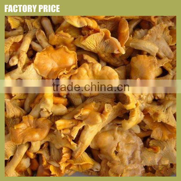 Wild Source and brown with Color fresh chanterelle mushrooms