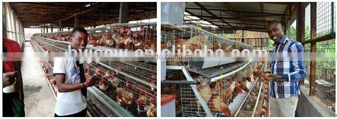 100% Response Rate Cheap Industrial Chicken Coop