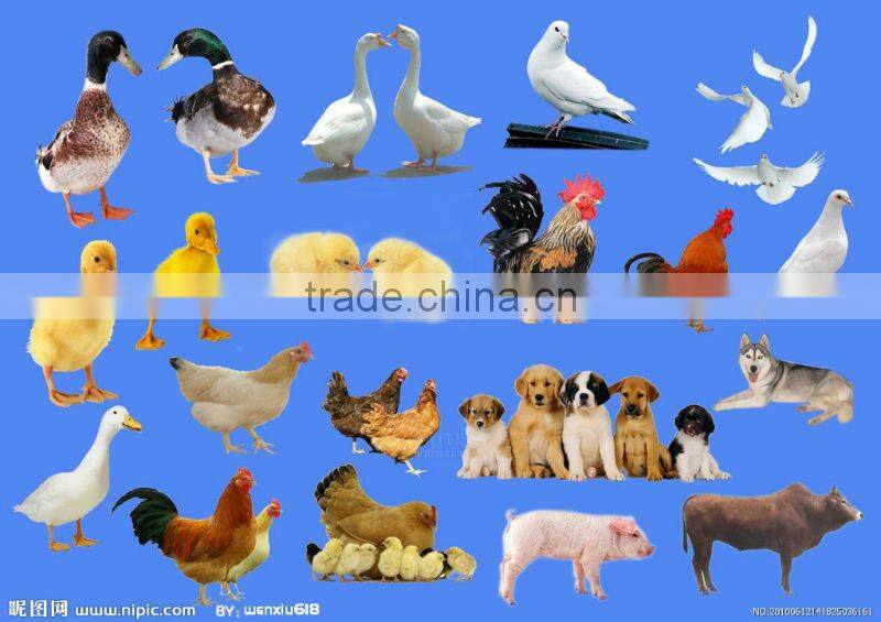 Aqua Aniaml Feed Pelletizer ( 0086-13721419972)