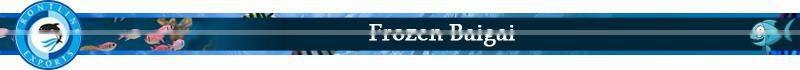 Best Quality Certified Frozen Baigai Whole Supplier