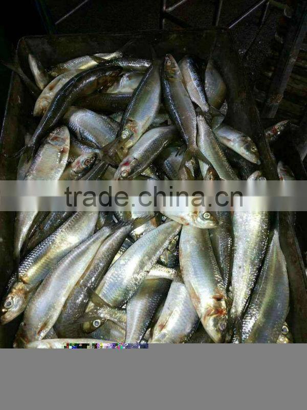 competitive canned sardine price