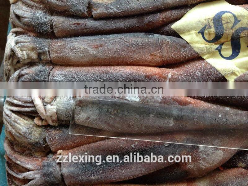 illex squid whole round for tuna bait