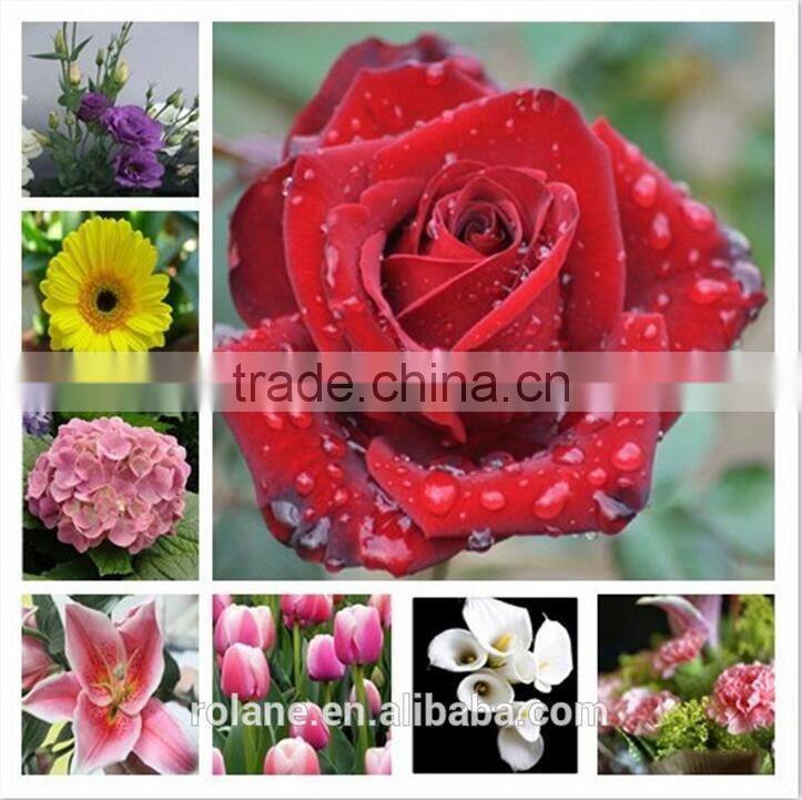 Fresh Cut Flower Yellow Calla Lily With High Quality And Reasonable Price For Wedding Table Centerpiece Decoration