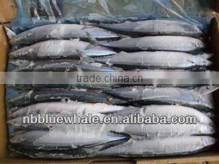 New Coming Frozen Pacific Saury