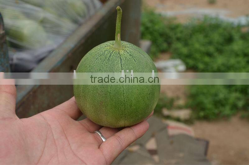 M11-03--planting sweet melon hybrid seed f1