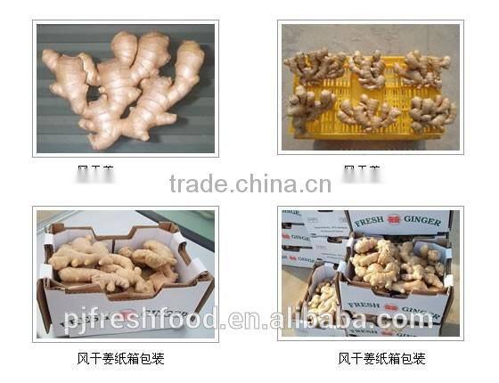 Specification fresh ginger/specification dry ginger