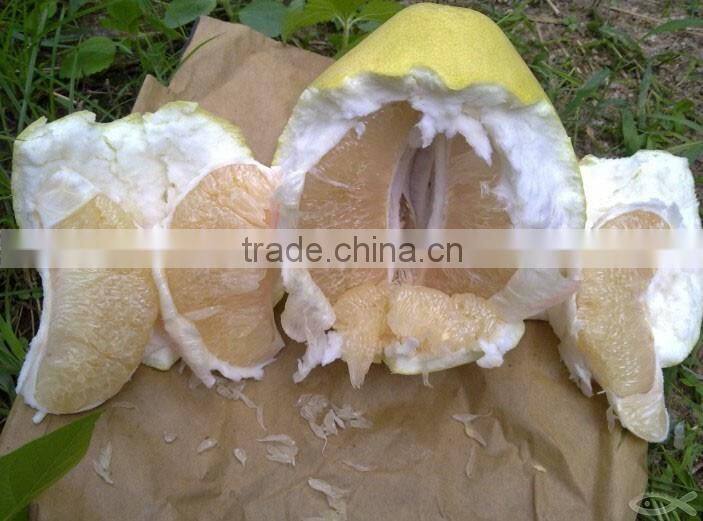 Delicious fruit pomelo