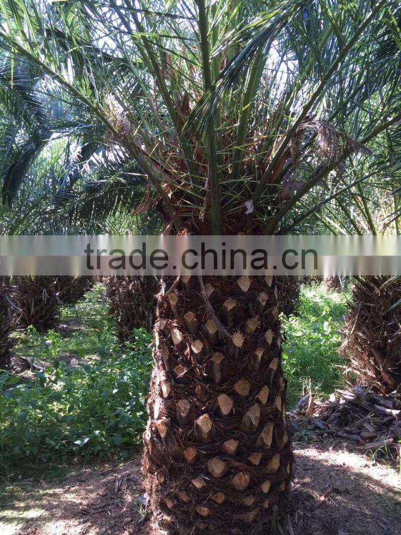 Phoenix canariensis