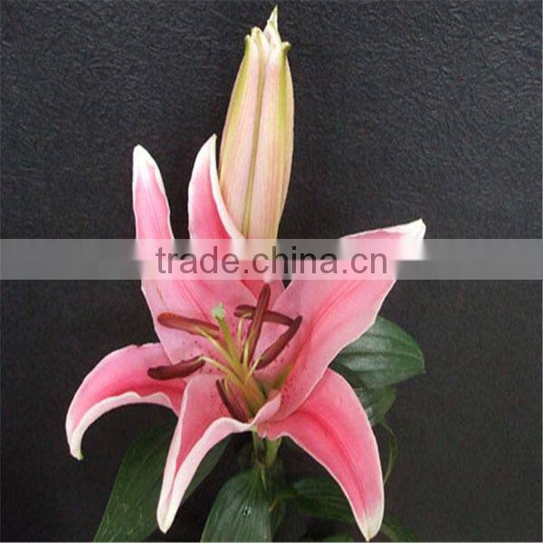 wholesale fresh lily flower buy from Kunming flower planting base