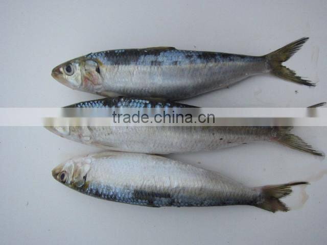 frozen Sardines whole round,80pcs for 10kgs per carton