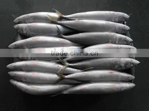 2016 Frozen Seafish Pacific Mackerel From China