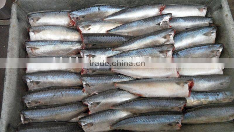 land frozen pacific mackerel headless