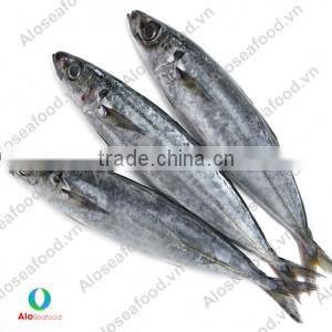 SCAD: ROUND/ LAYANG/ YELLOW TAIL/ YELLOWSTRIPE/ BIG EYES