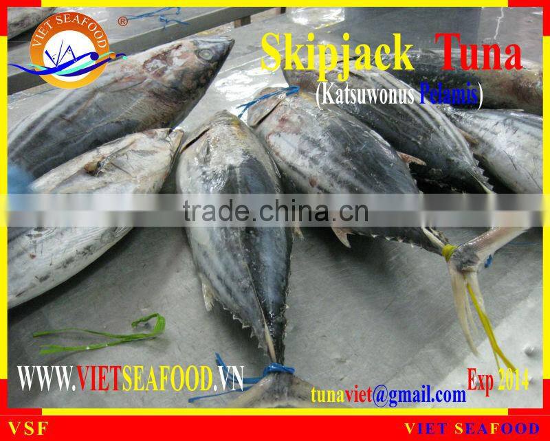 FROZEN SKIPJACK TUNA W/R
