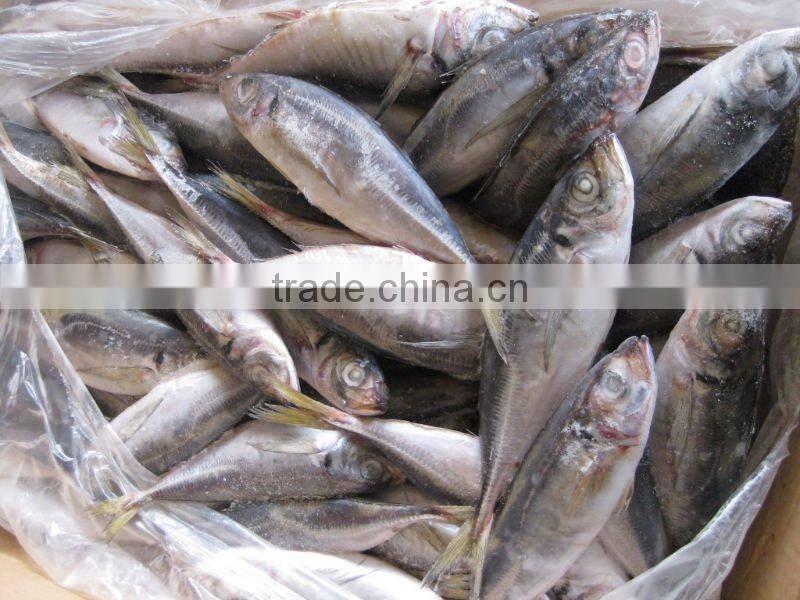 frozen horse mackerel (fresh and clean)