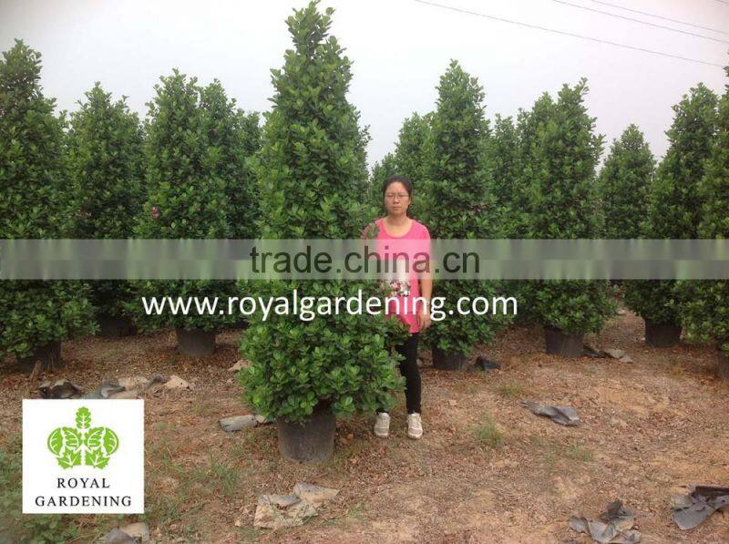 Ficus panda christmas tree ( cone shape) 230cm high