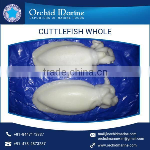 2016 Stock Frozen Whole Cleaned Cuttlefish Exporter / Seller / Supplier