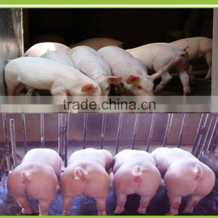 Poultry bio feed for pigs / swine biological concentrated feed