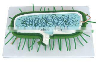 Best price good quality Bacterial enlarge model
